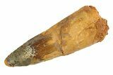 Fossil Spinosaurus Tooth - Real Dinosaur Tooth #346767-1